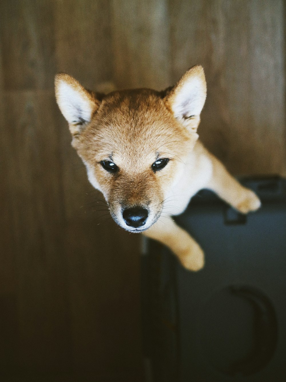 standing short-coated brown puppy