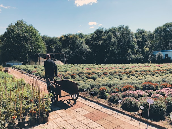 A person is pushing a wheelbarrow along a paved path beside rows of flowering plants and shrubs in a nursery or garden. The area is lush with greenery and colorful blooms. In the background, a canopy of trees and a building are visible under a clear sky.