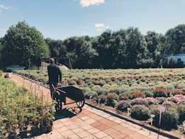 A person is pushing a wheelbarrow along a paved path beside rows of flowering plants and shrubs in a nursery or garden. The area is lush with greenery and colorful blooms. In the background, a canopy of trees and a building are visible under a clear sky.