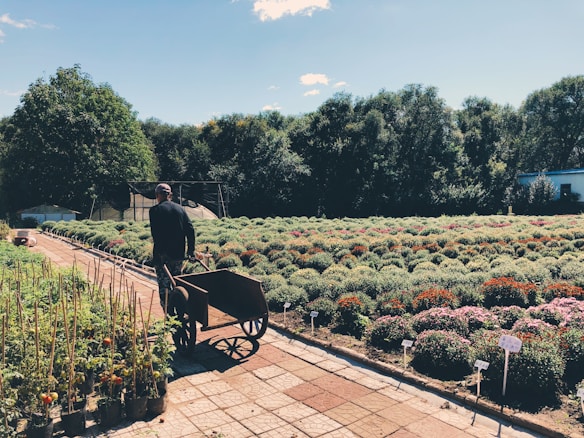 A person is pushing a wheelbarrow along a paved path beside rows of flowering plants and shrubs in a nursery or garden. The area is lush with greenery and colorful blooms. In the background, a canopy of trees and a building are visible under a clear sky.