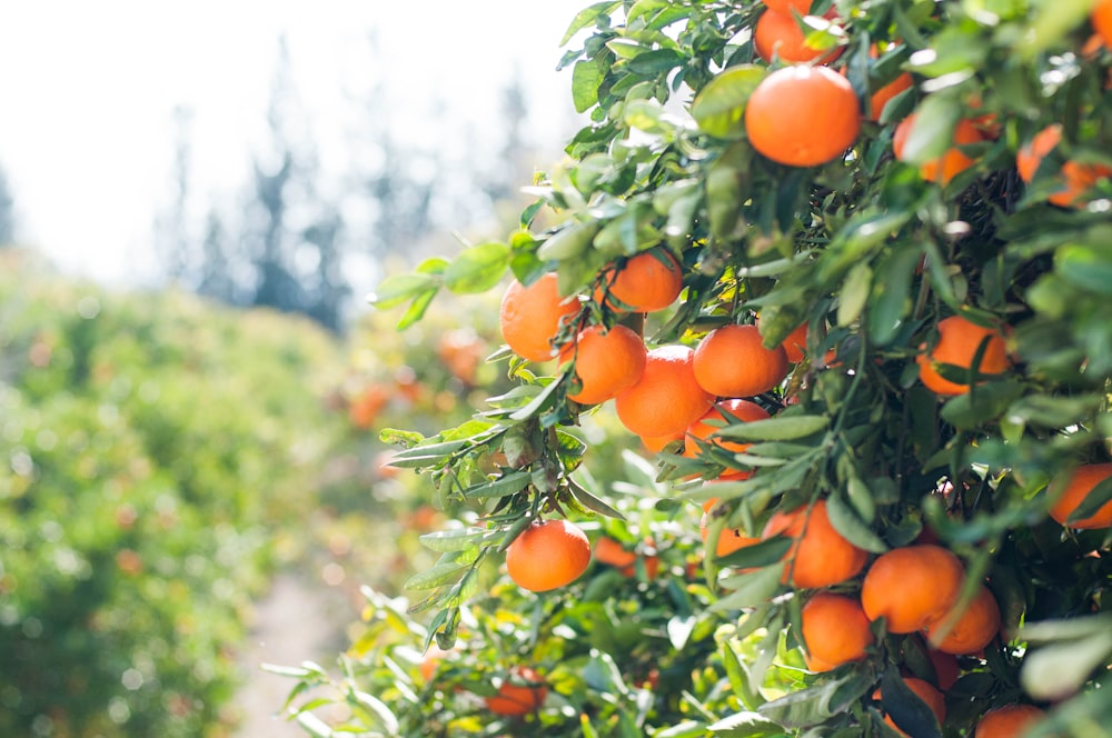 orange fruit tree