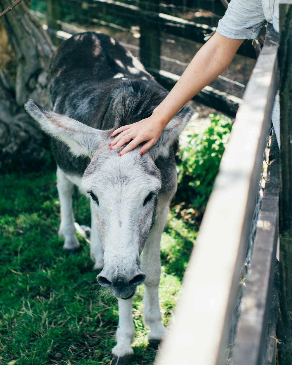 gray horse petted