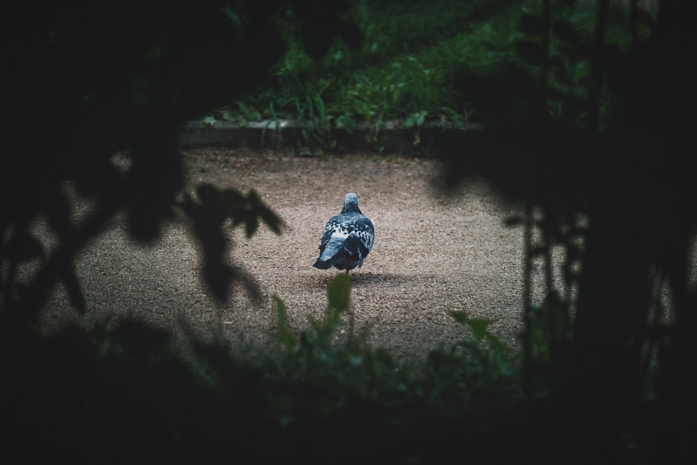 회색 비둘기의 선택적 초점 사진