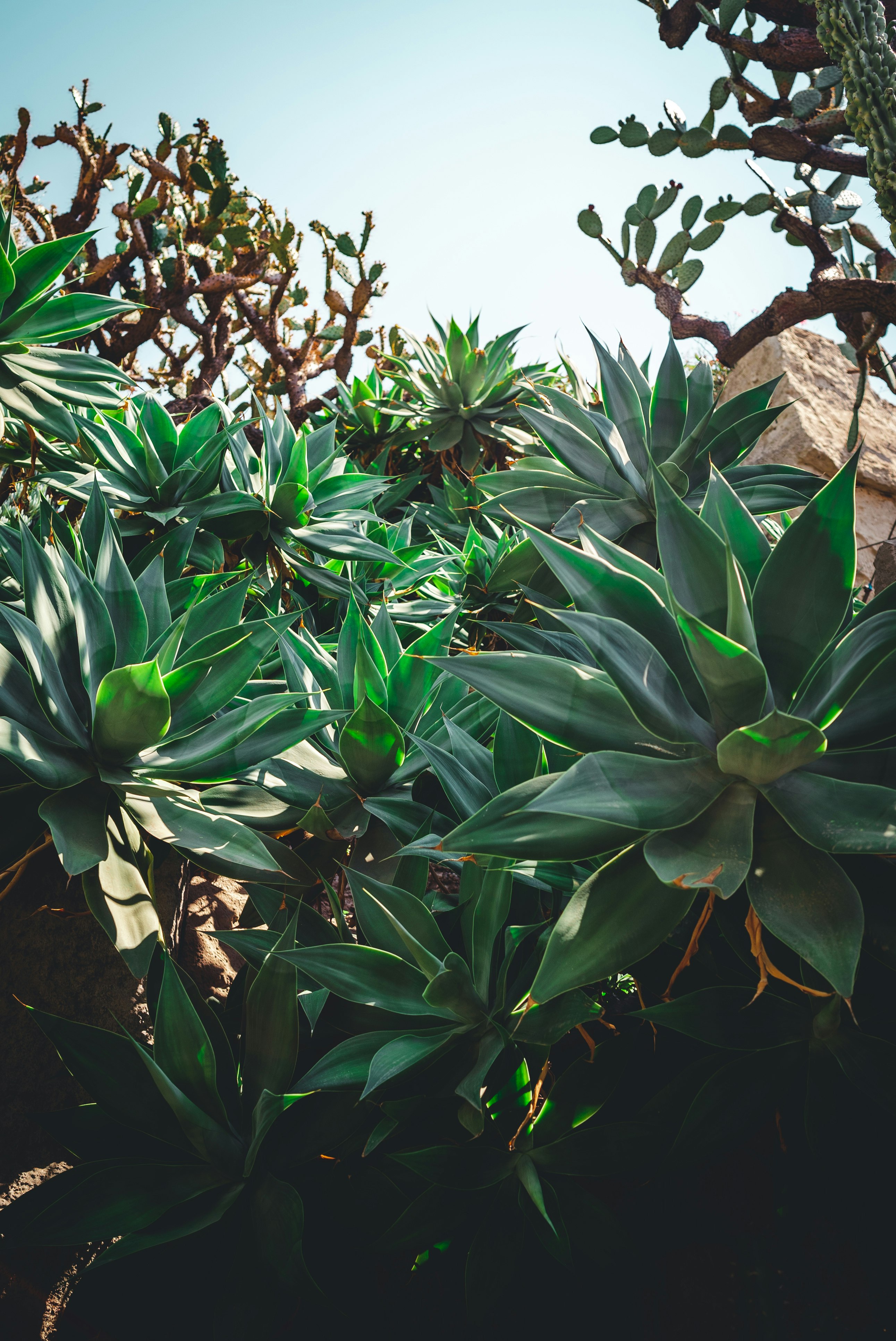 shallow focus of green plants