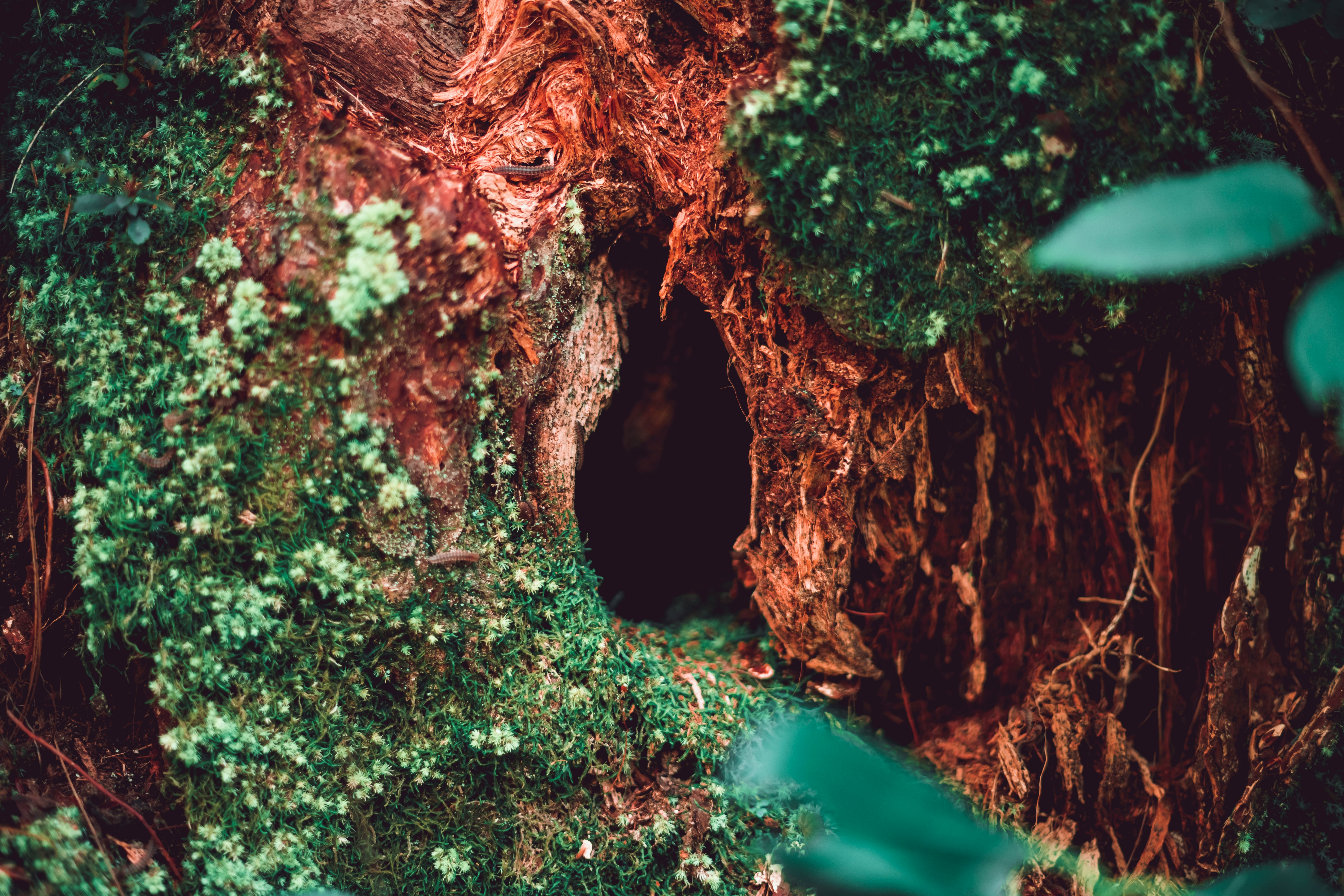 closeup photo of brown tree trunk