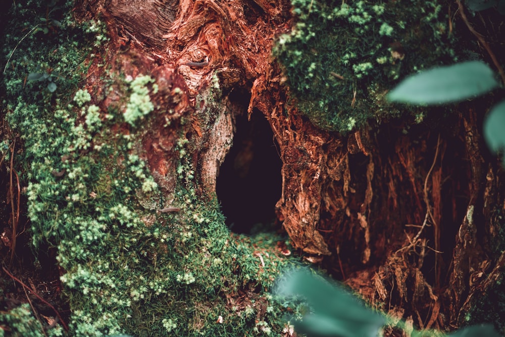 foto de closeup do tronco marrom da árvore