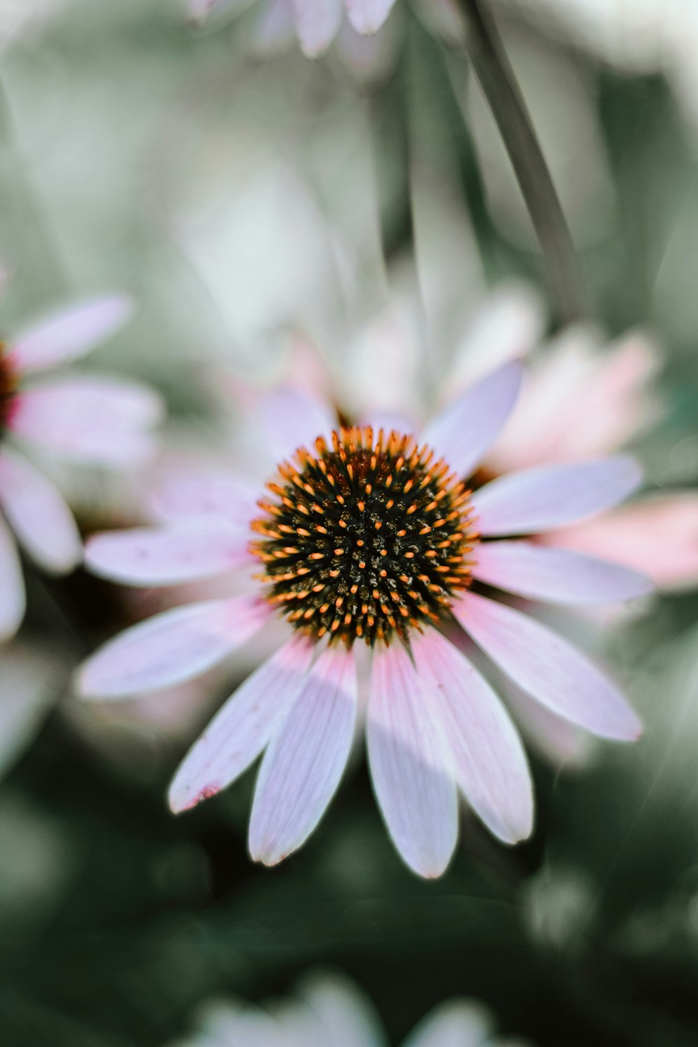 selective focus photo of white petaled flower