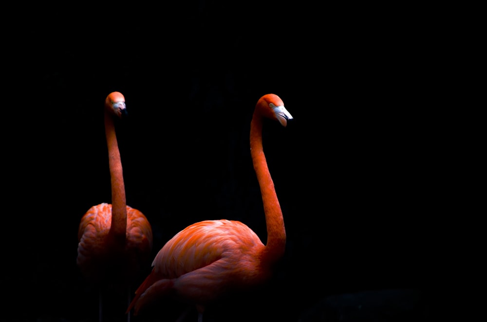 zwei rosa Flamingos
