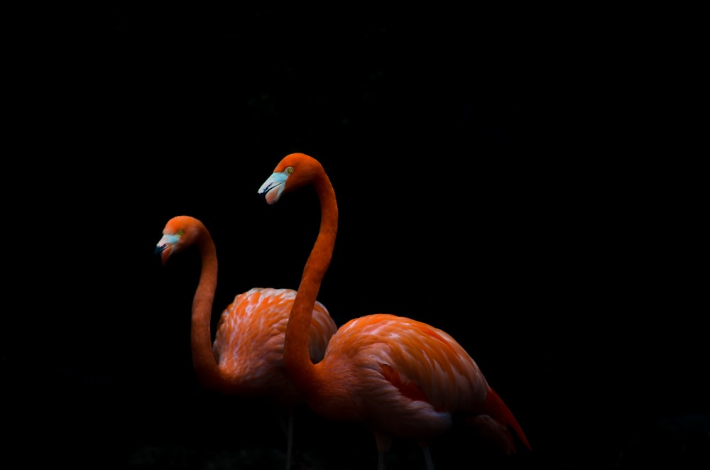 Zwei orangefarbene Flamingovögel in dunklem Raum