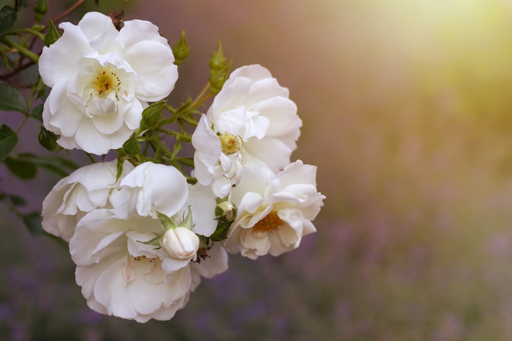 fleur à pétales blancs