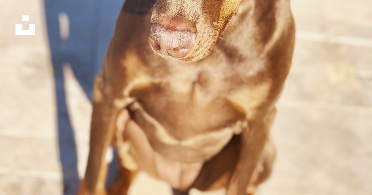 Adult red and rust Doberman pinscher photo – Free Outdoor Image on Unsplash
