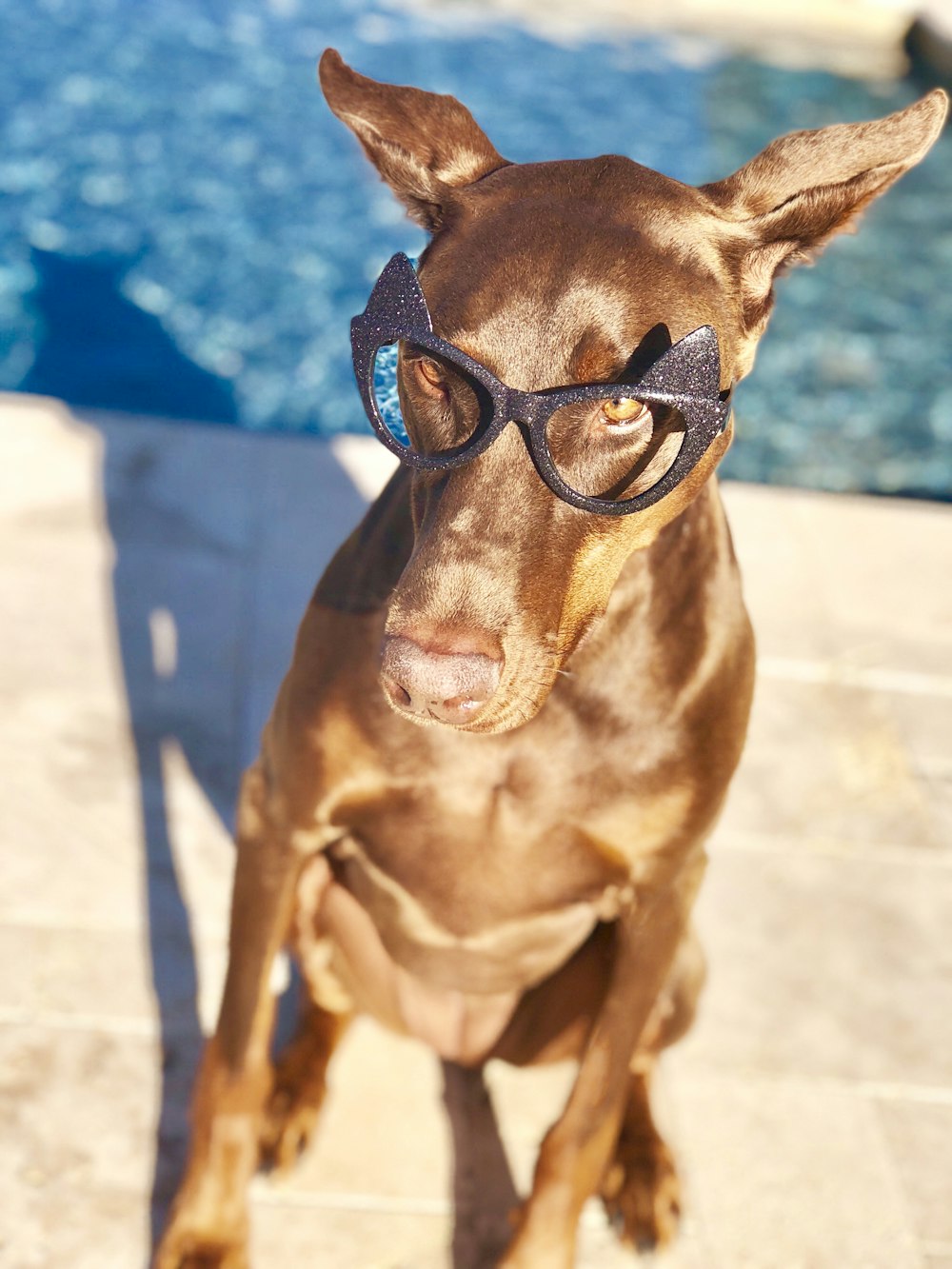 adult red and rust Doberman pinscher