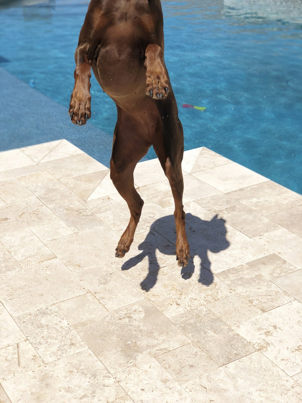 short-coated brown dog