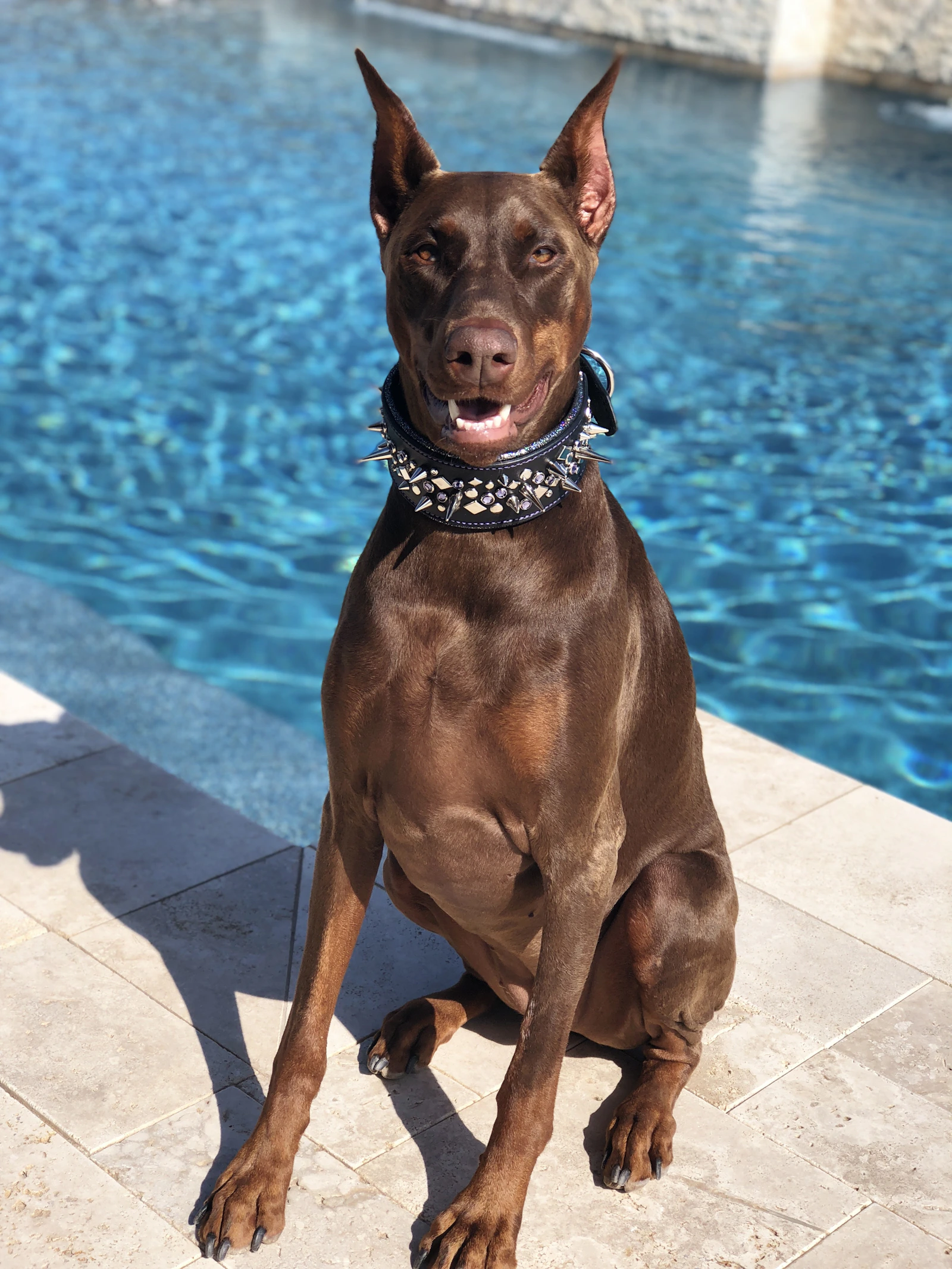 Adult rust and tan Doberman portrait outdoors, photo on Unsplash