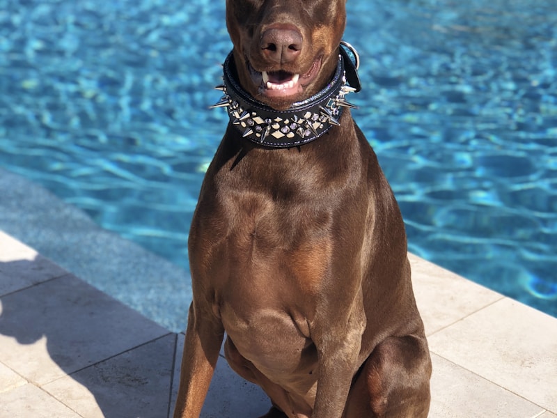 adult rust Doberman pinscher