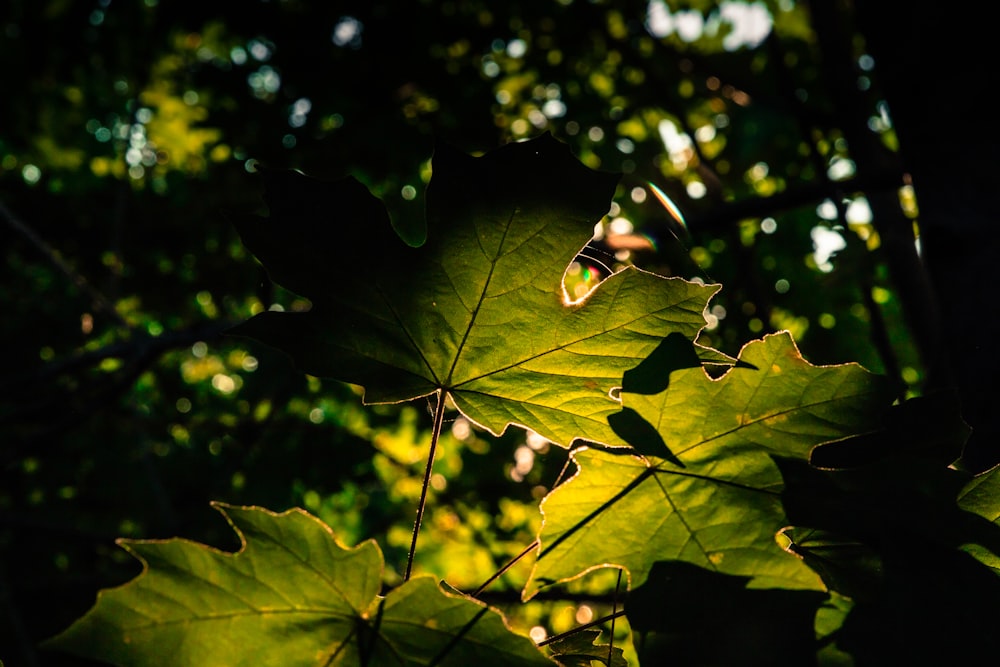 yellow maple leaf in close up photography