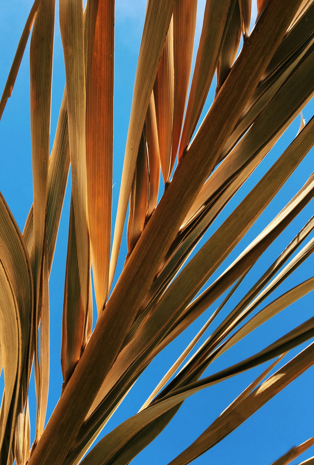 close-up photo of brown and green leaves at daytime