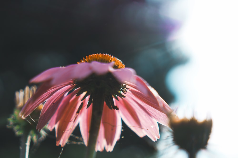 flor de margarita rosa