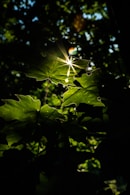 green maple leaf in close up photography