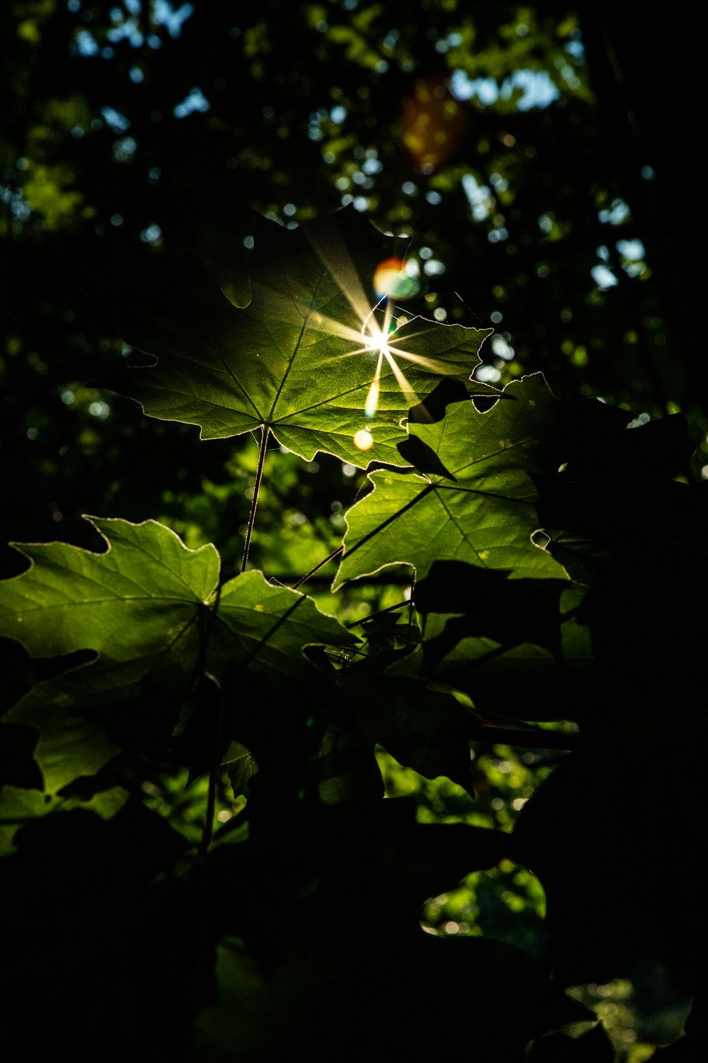Grünes Ahornblatt in Nahaufnahme