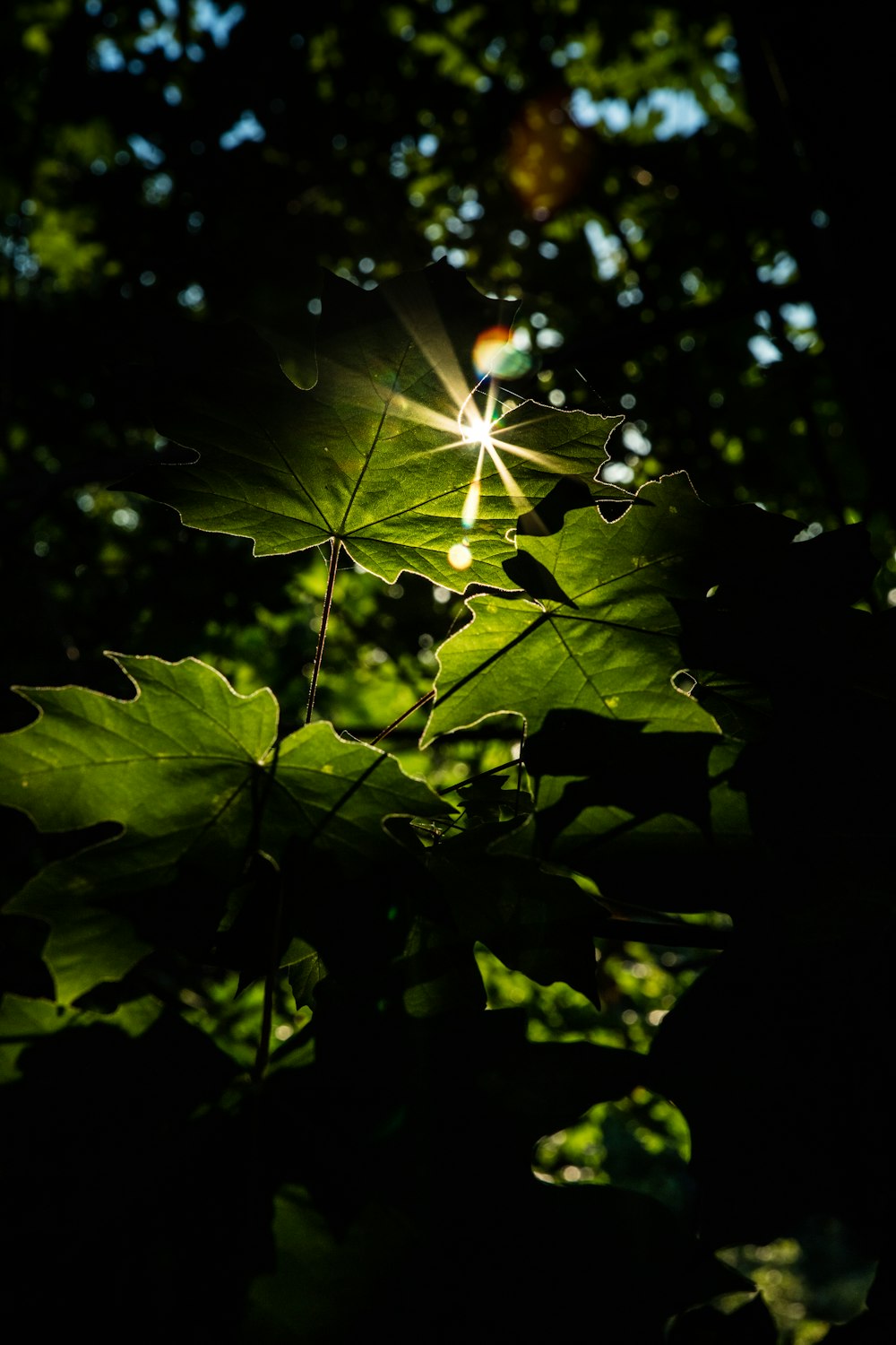 Hoja de arce verde en fotografía de primer plano