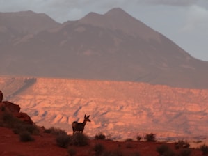 A hunter proudly holding a trophy whitetail deer against a backdrop of Texas ranchland at sunset.