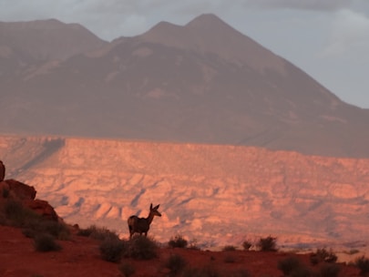 A hunter proudly holding a trophy whitetail deer against a backdrop of Texas ranchland at sunset.