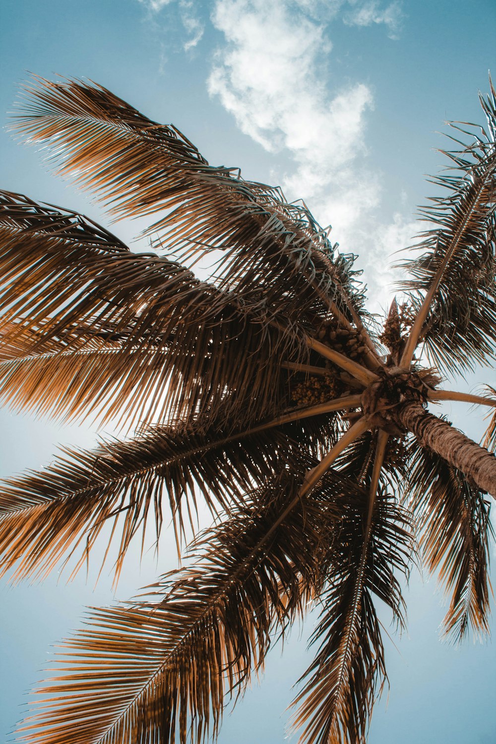 low-angle photo of coconut tree