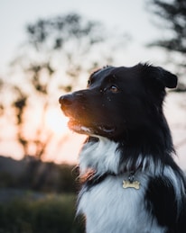 A black and white dog with a bone-shaped tag gazes into the distance. The sun is setting in the background, creating a warm glow that highlights the dog's fur. Trees are softly blurred, adding to the serene atmosphere.