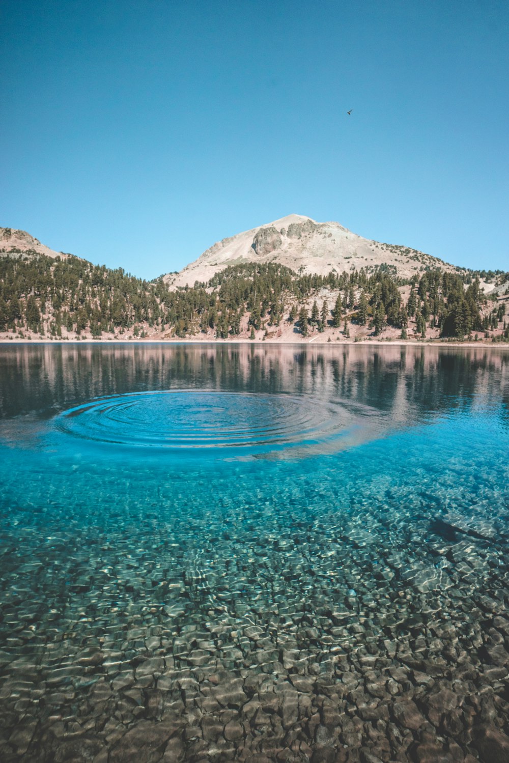 foresta accanto al lago e alla montagna