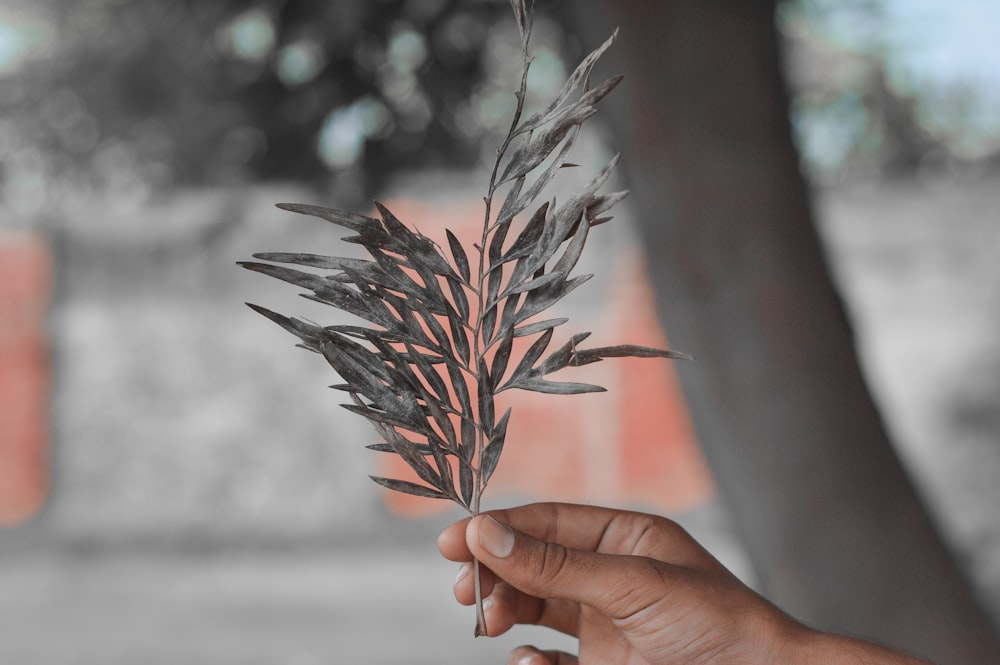 person holding black leaves in tilt shift lens photography