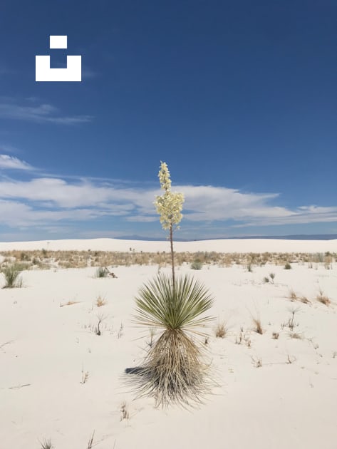 Cluster flower on sand field during daytime photo – Free Desert Image ...