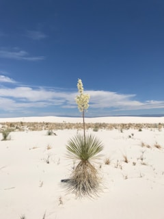 cluster flower on sand field during daytime