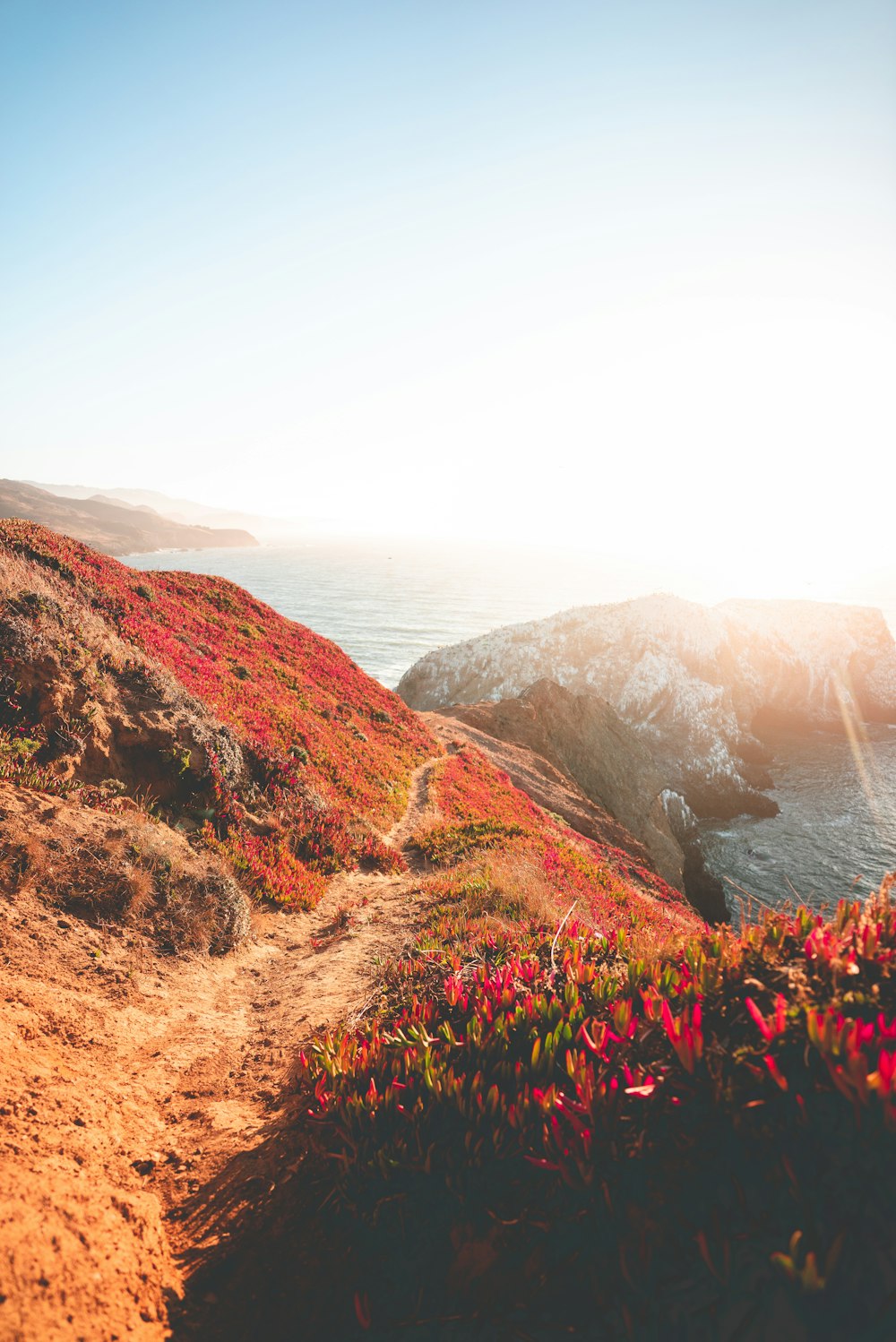 red petaled flowers on mountain during daytime