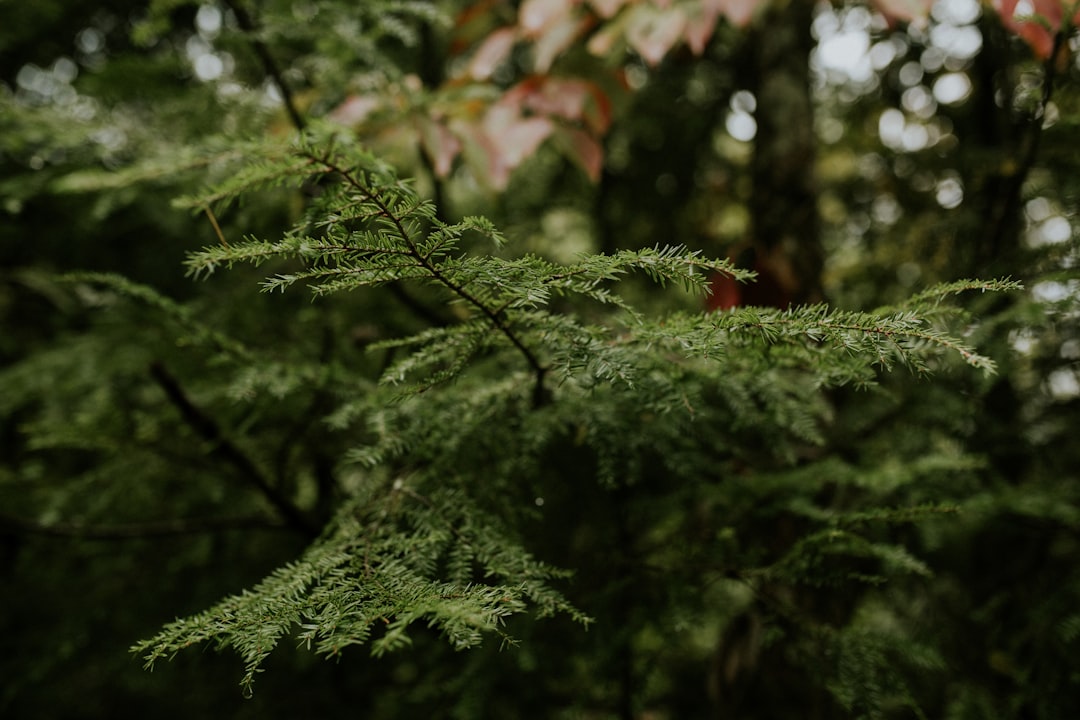 travelers stories about Forest in Bryson City, United States