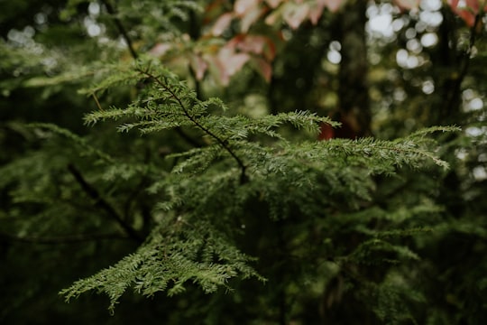 photo of Bryson City Forest near Great Smoky Mountains