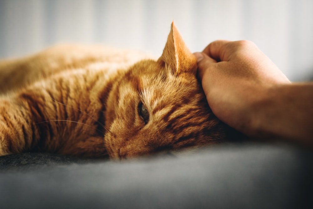 person holding orange tabby cat's head