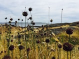 A landscape featuring tall, thin plants with dark brown, spherical flower heads in the foreground. The background consists of a rocky shoreline, open water, and a cloudy sky. The scene suggests a wild and natural environment, possibly along a coastal area.