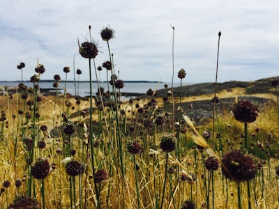 A landscape featuring tall, thin plants with dark brown, spherical flower heads in the foreground. The background consists of a rocky shoreline, open water, and a cloudy sky. The scene suggests a wild and natural environment, possibly along a coastal area.