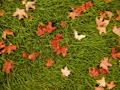 Fall tips
