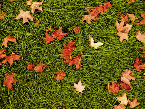 Fall lawn care tips Barrie