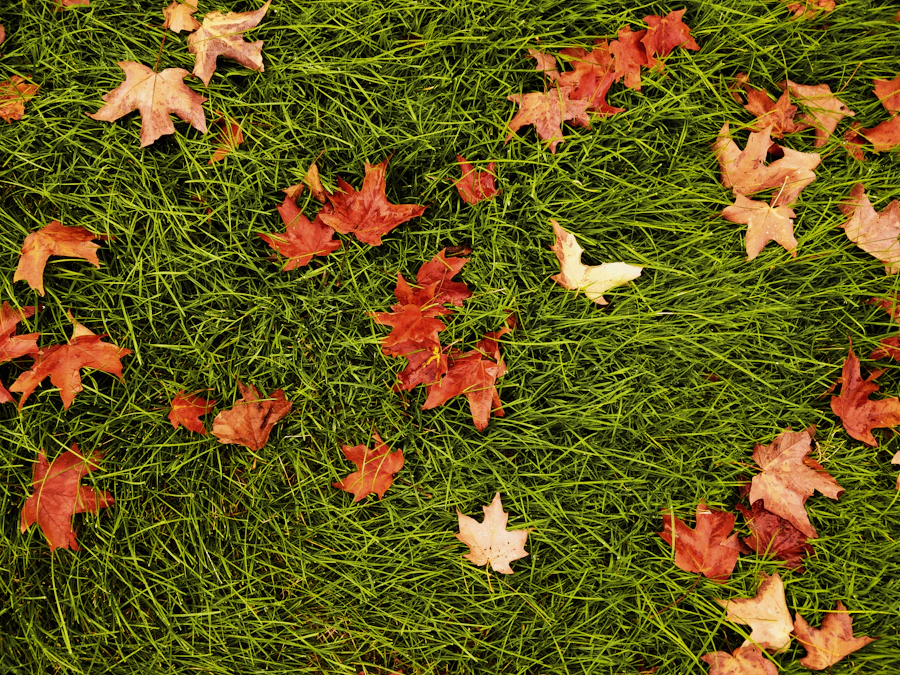 Fall lawn care Barrie Ontario