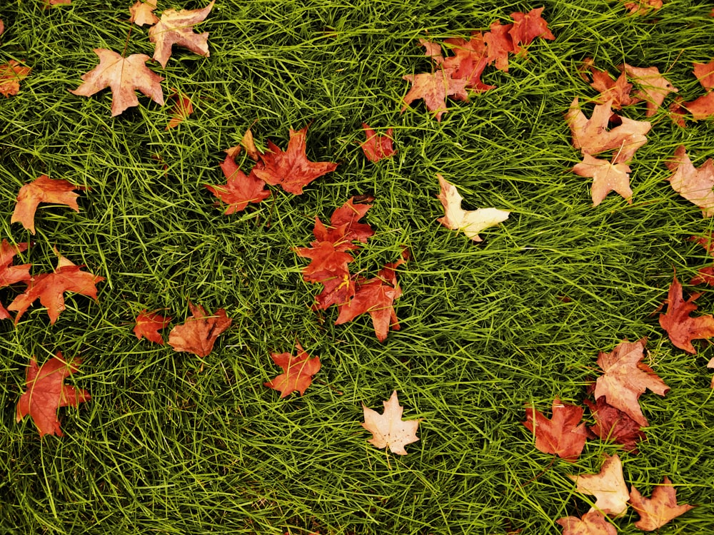 dried maple leaves on grass