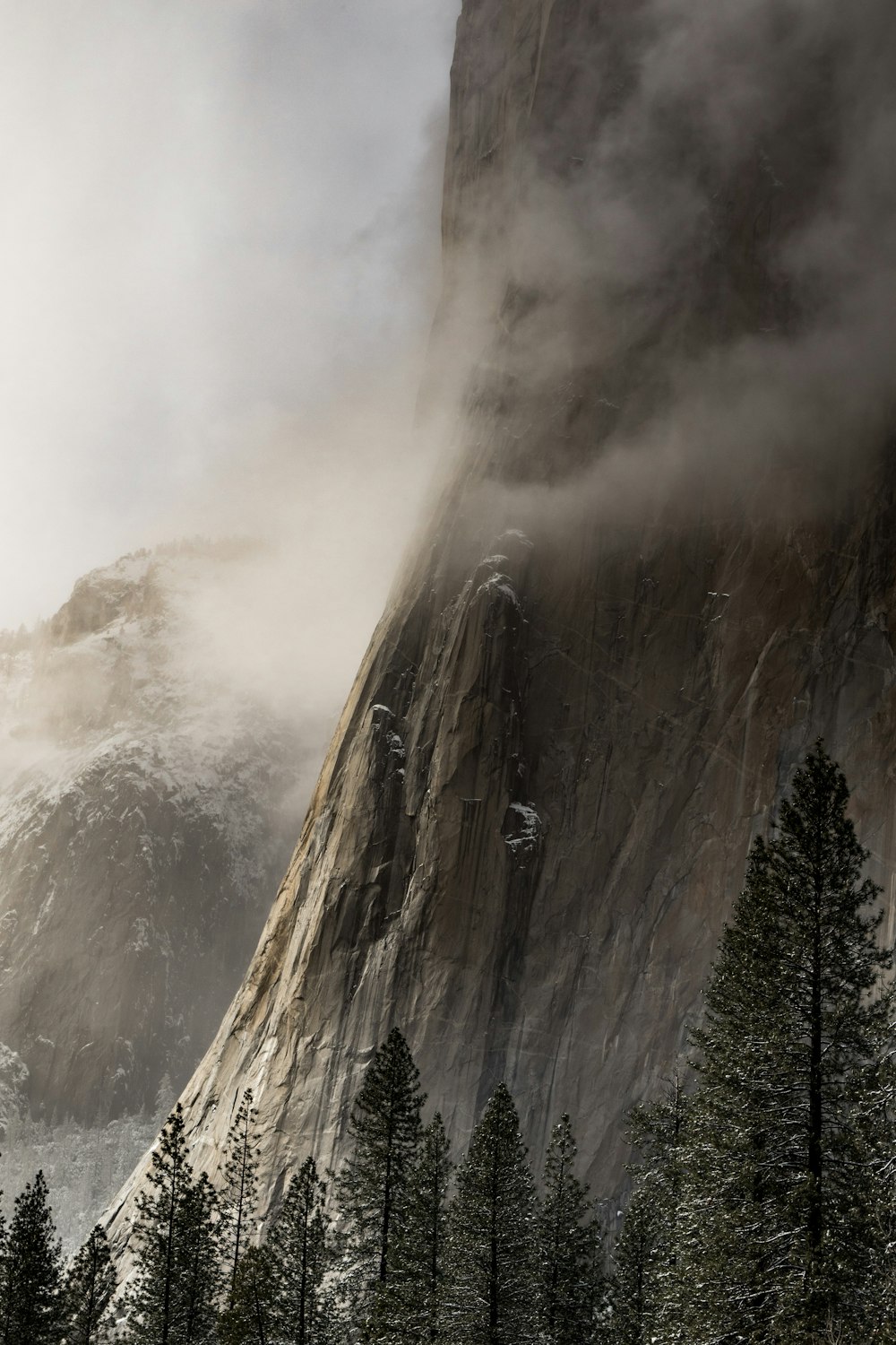 pine trees near mountain with fogs