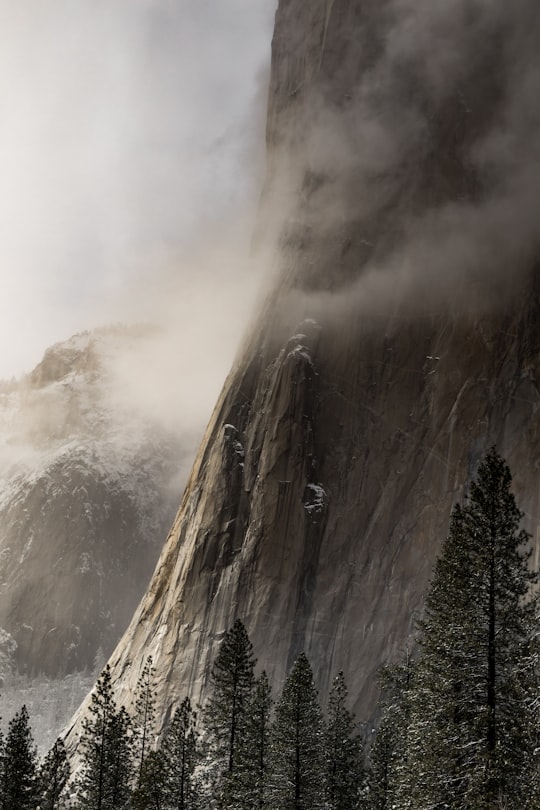 pine trees near mountain with fogs in Yosemite National Park United States