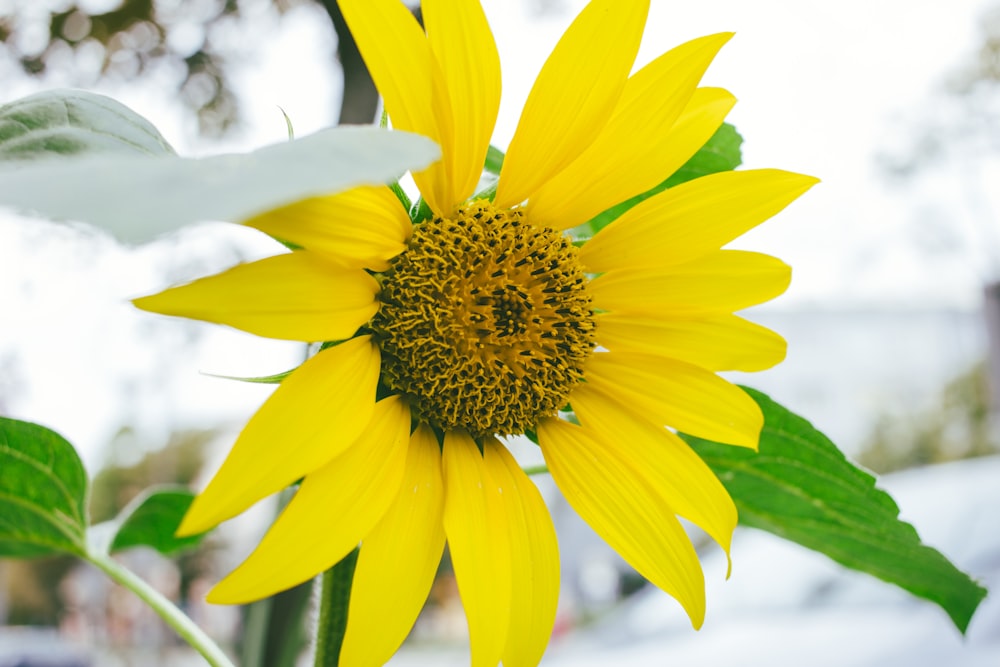 fleur jaune