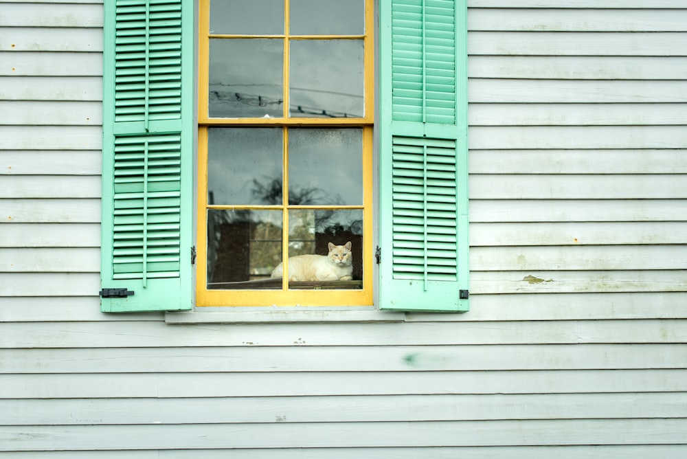 yellow wooden window with green window covers