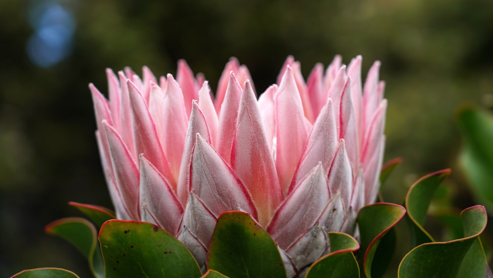 pink lotus flower in tilt shift photography
