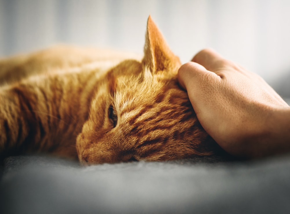 person holding the head of orange tabby cat