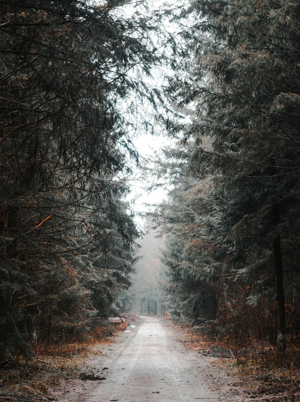 gray concrete road between green leaf trees during daytime